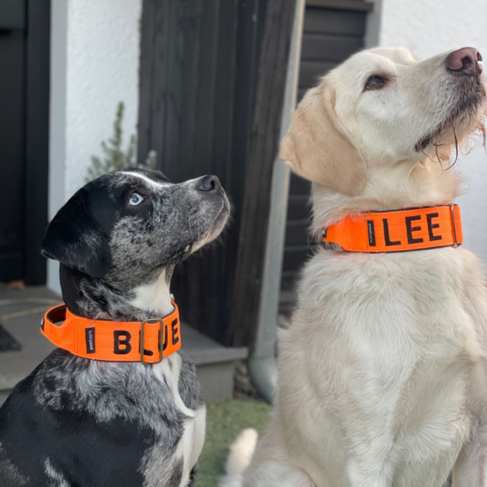 Alpha Hundehalsband mit Griff - Orange