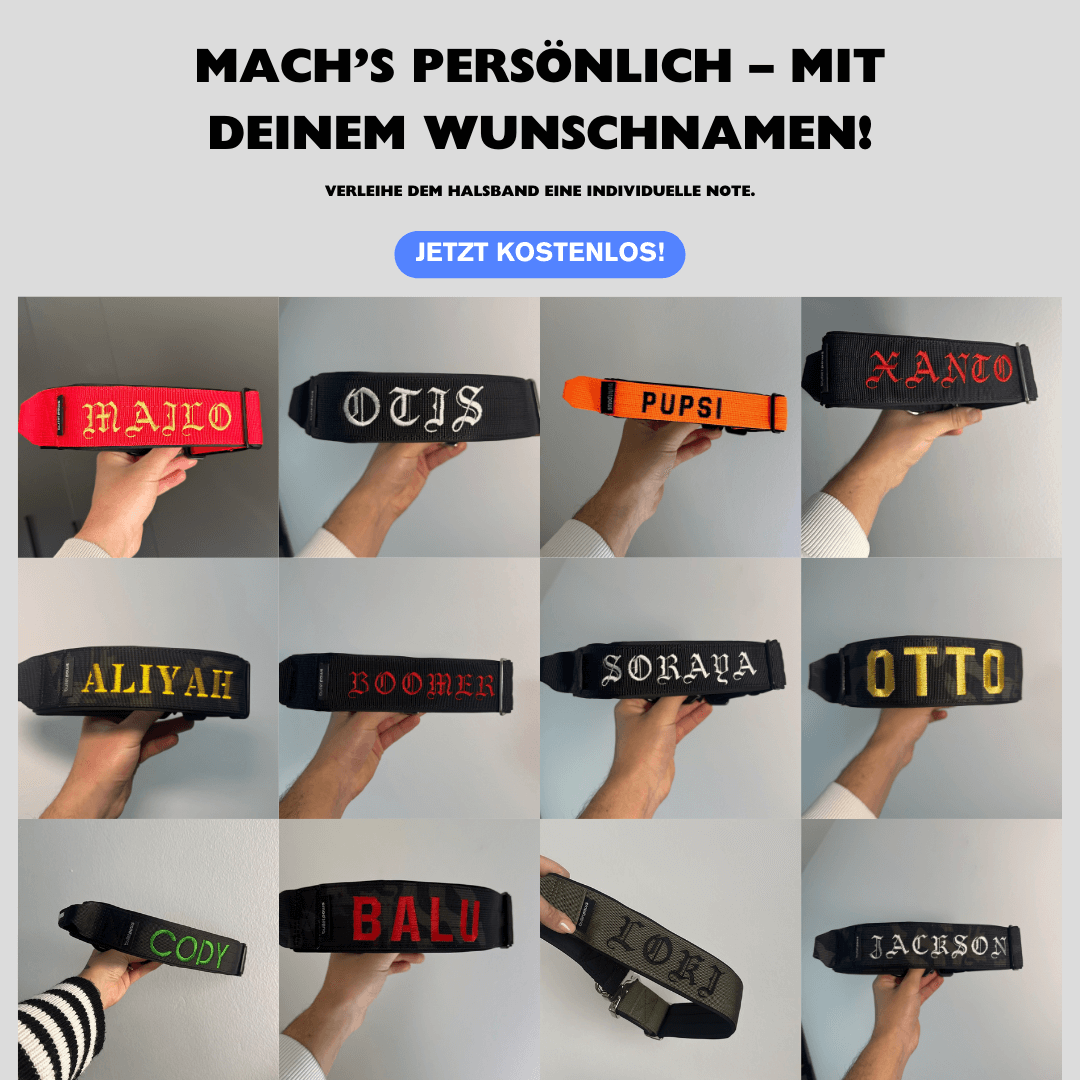 Alpha Hundehalsband® mit Griff - Babyblau