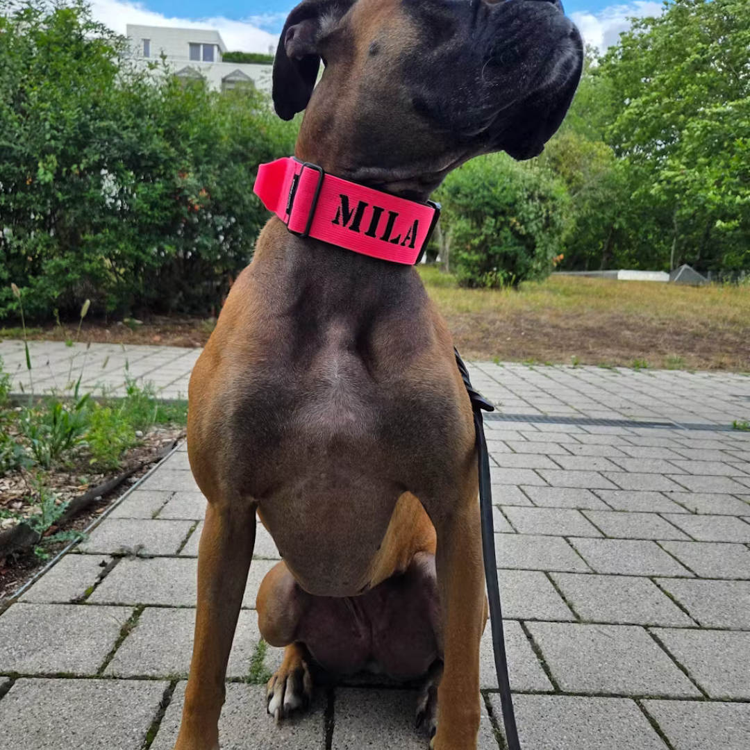 Alpha Hundehalsband mit Griff - Pink - BulletPaws