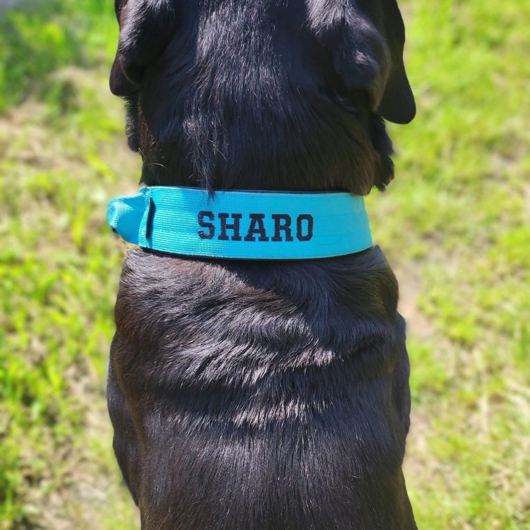 Alpha Hundehalsband mit Griff - Babyblau - BulletPaws