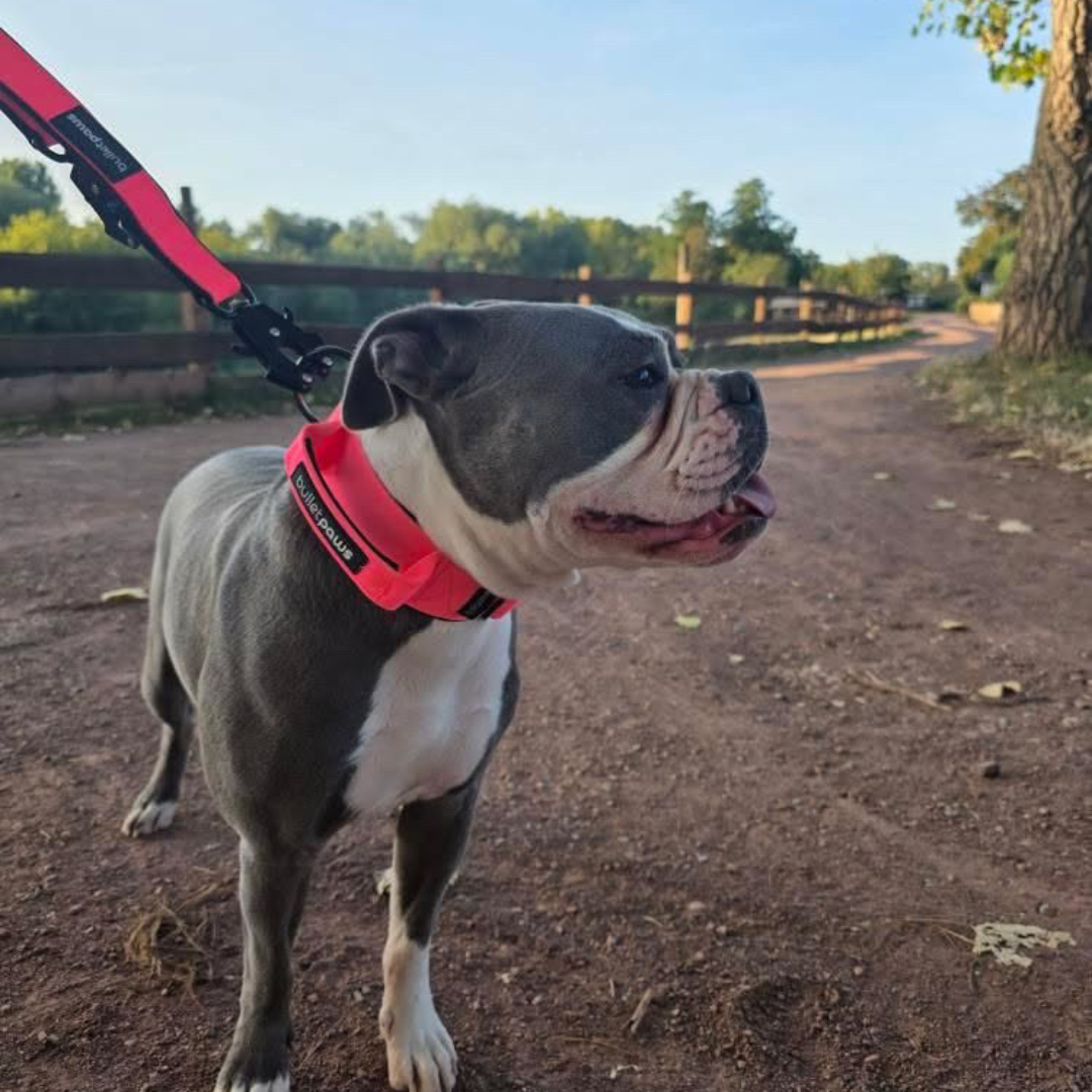 Alpha Hundehalsband mit Griff - Pink - BulletPaws