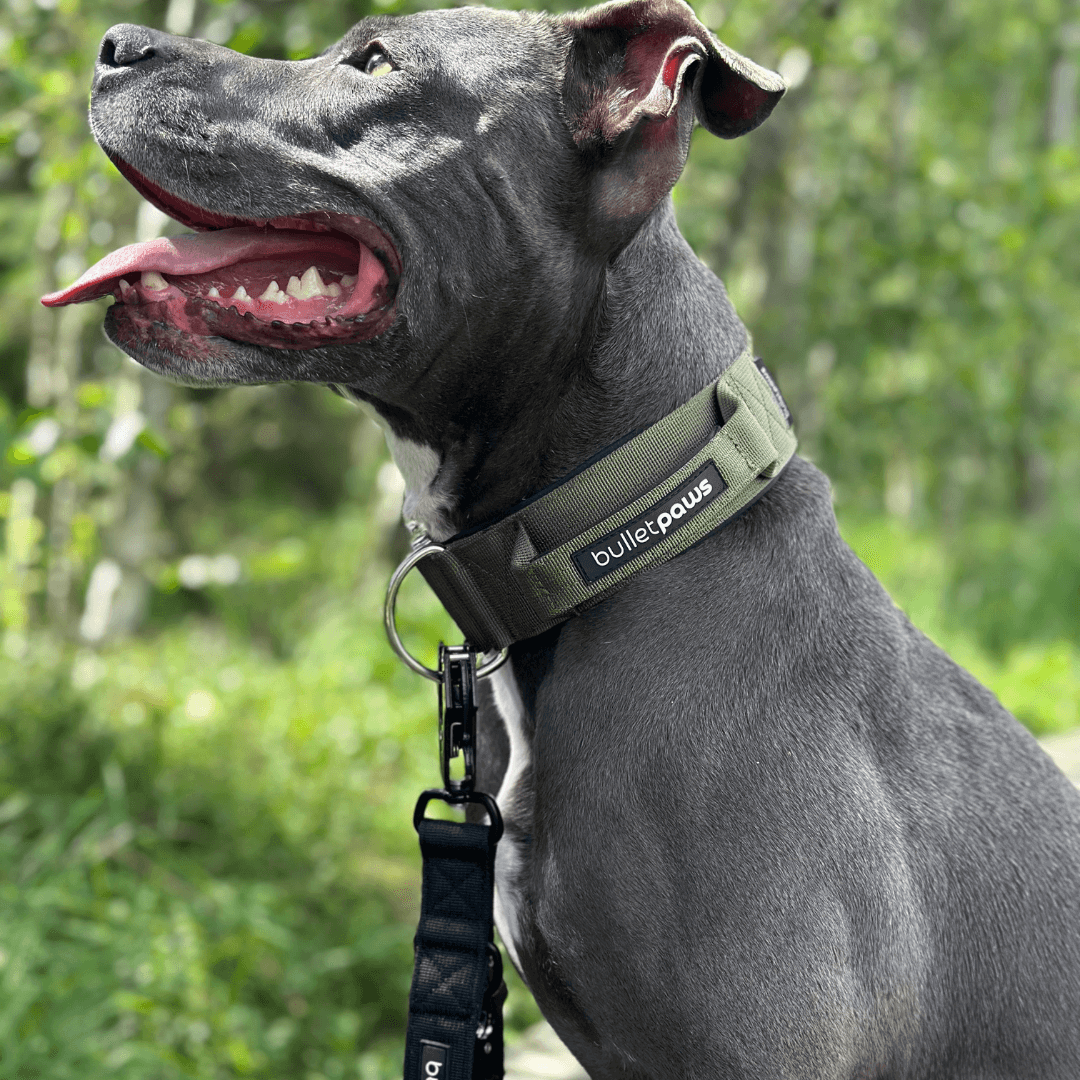 Alpha Hundehalsband® mit Griff - Pink - BulletPaws