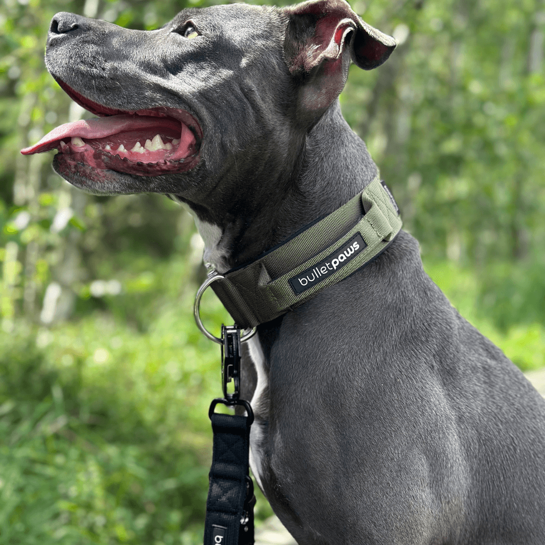 Alpha Hundehalsband® mit Griff - Babyblau