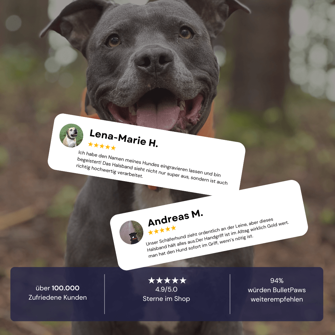 Alpha Hundehalsband® mit Griff - Babyblau