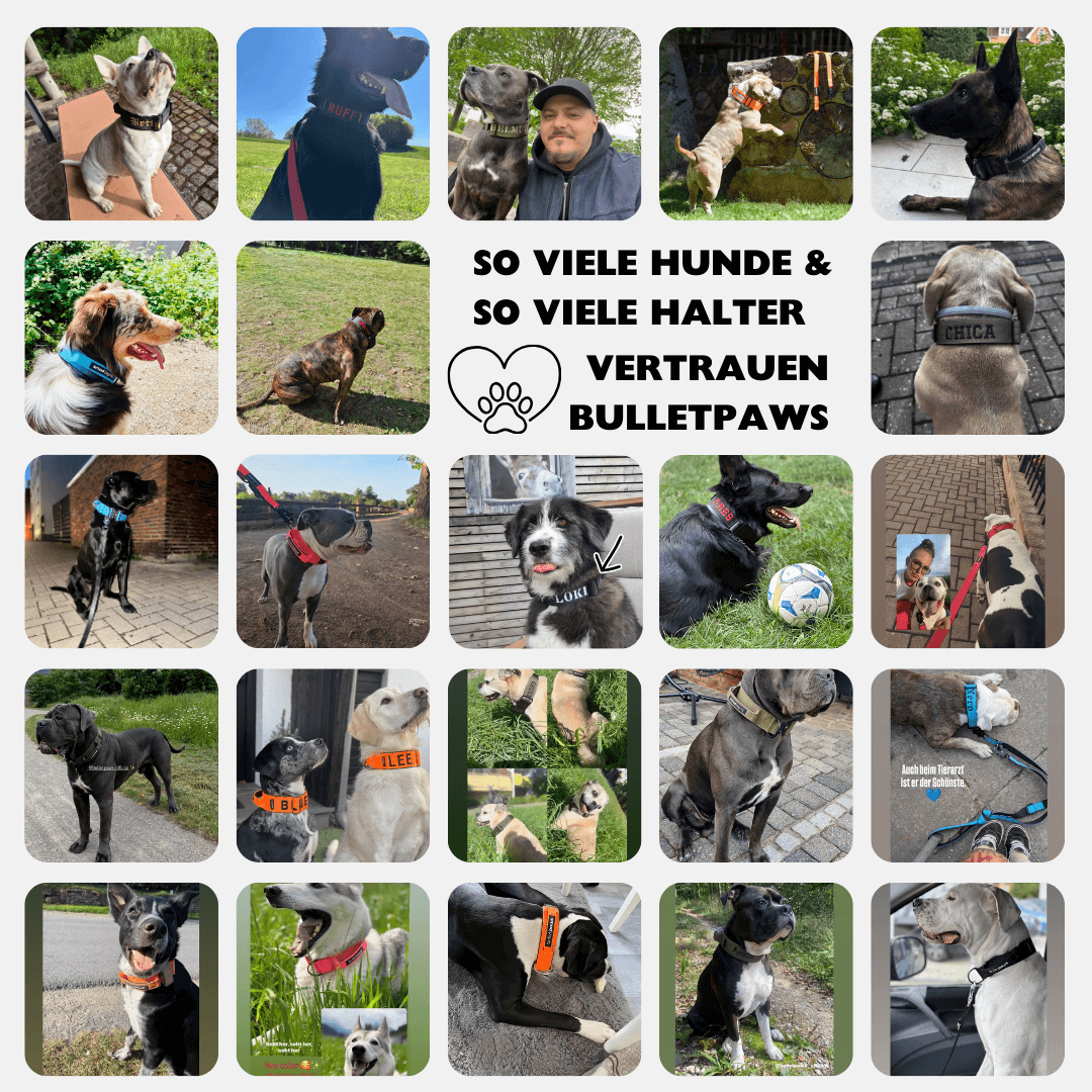 5cm Alpha Hundehalsband mit Griff - Orange